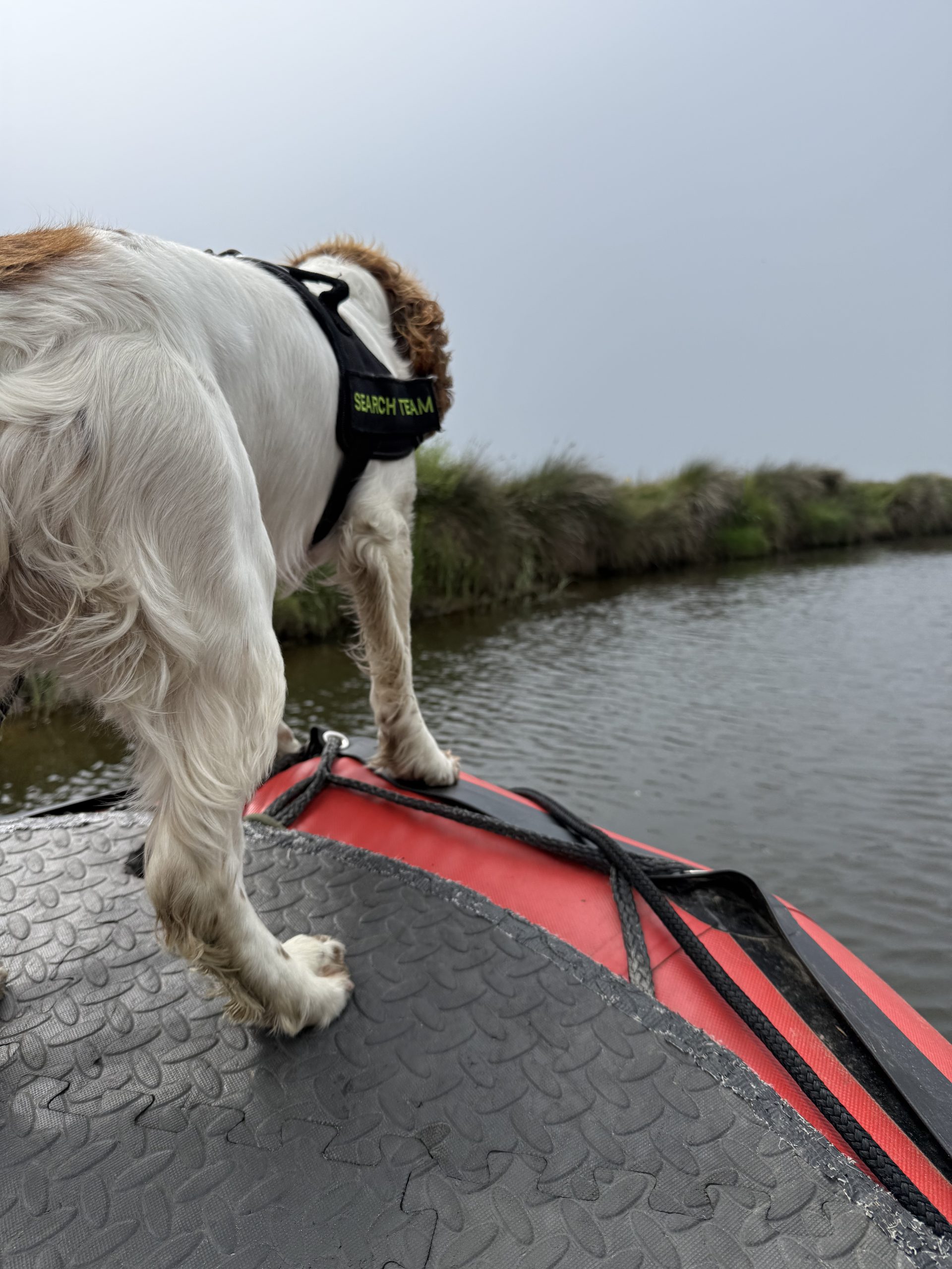 Dog on boat